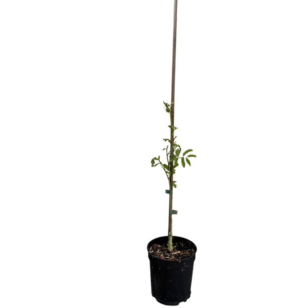 Albizia julibrissin 30 cm hoog