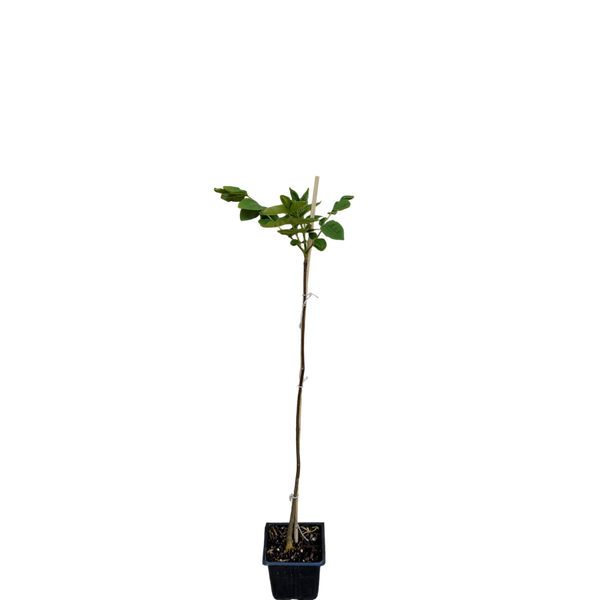 Bijenboom | Tetradium daniellii
