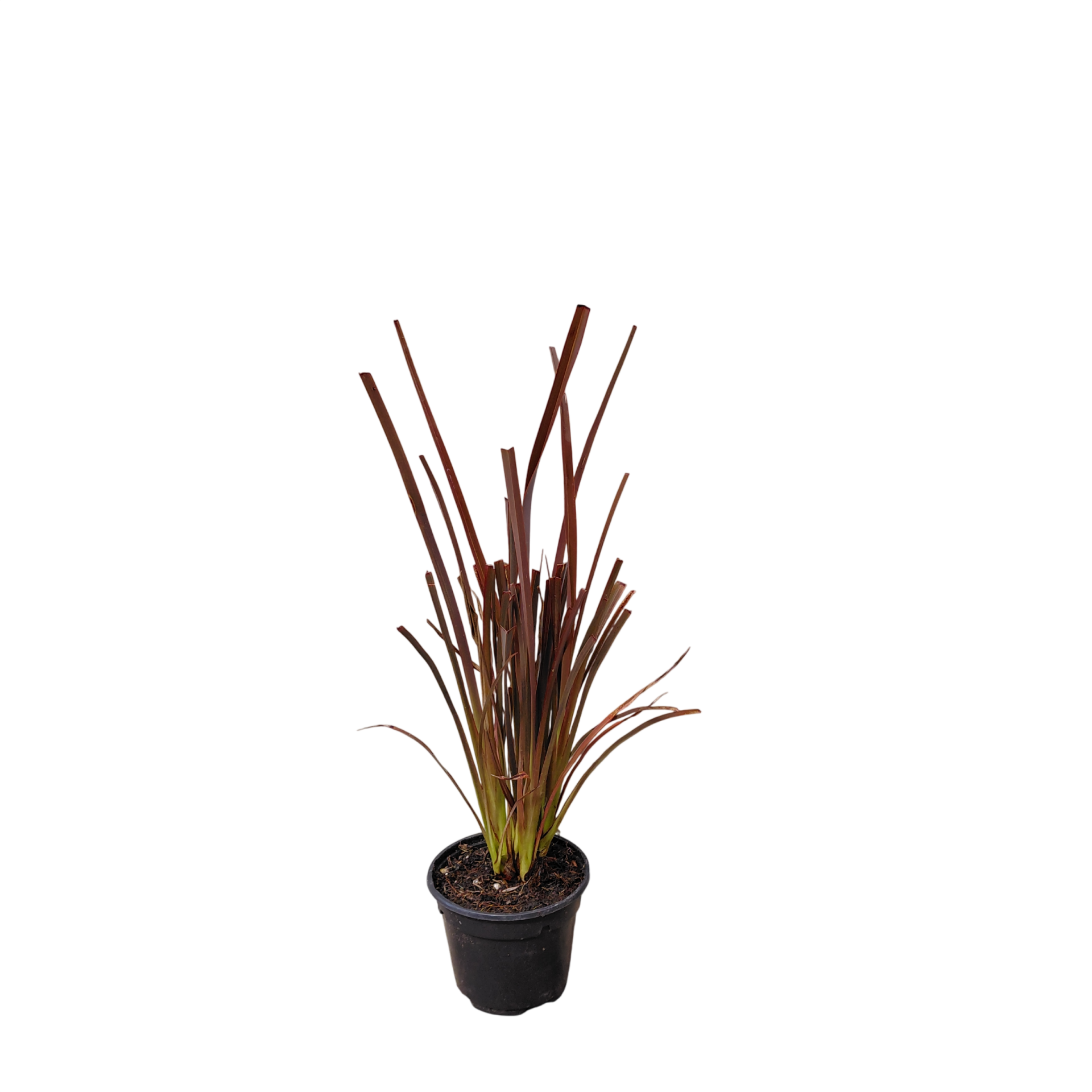 Phormium 'Bronze baby' | Nieuw-Zeelands vlas
