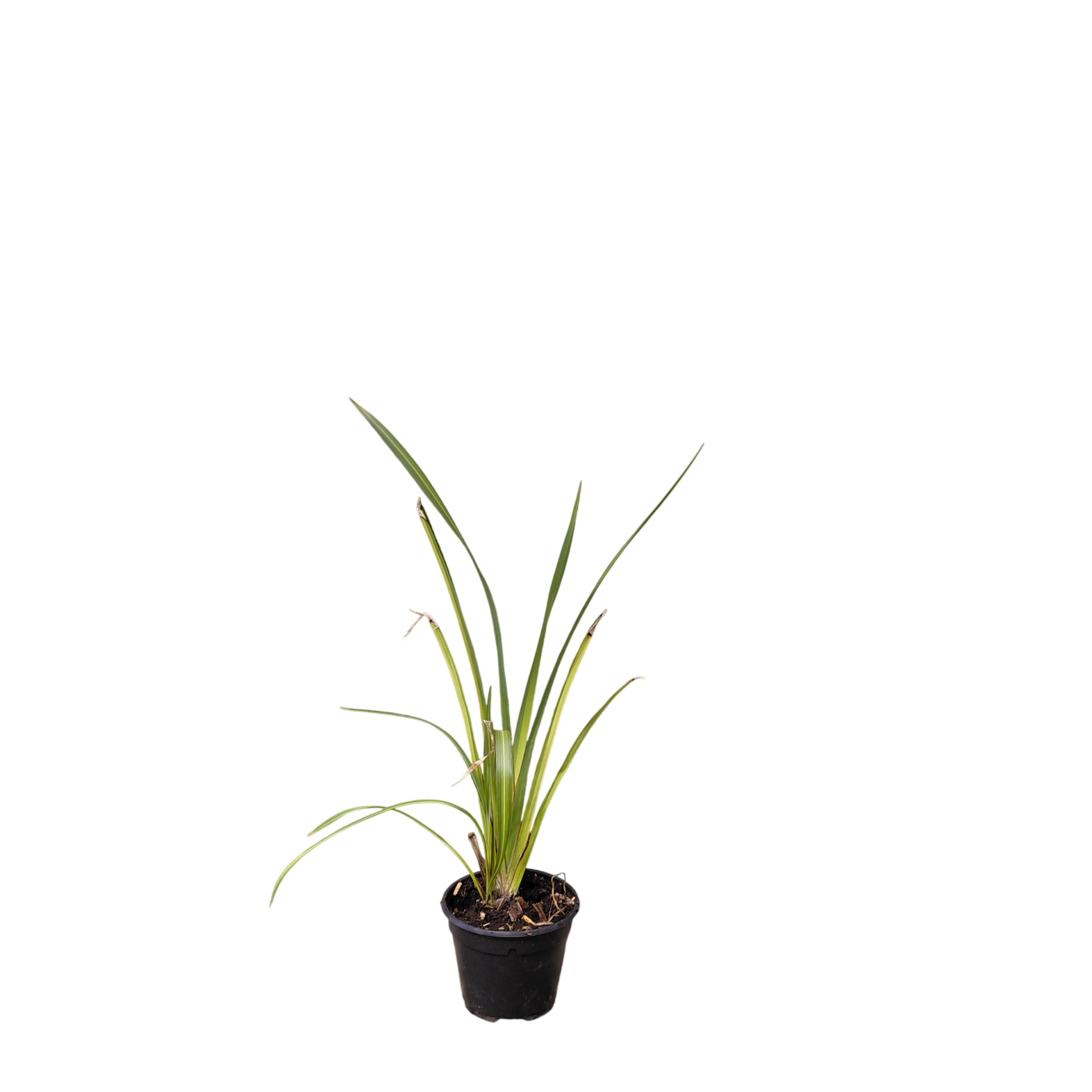 Phormium 'Yellow Wave' | Nieuw-Zeelands vlas