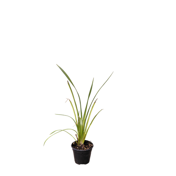 Phormium 'Yellow Wave' | Nieuw-Zeelands vlas