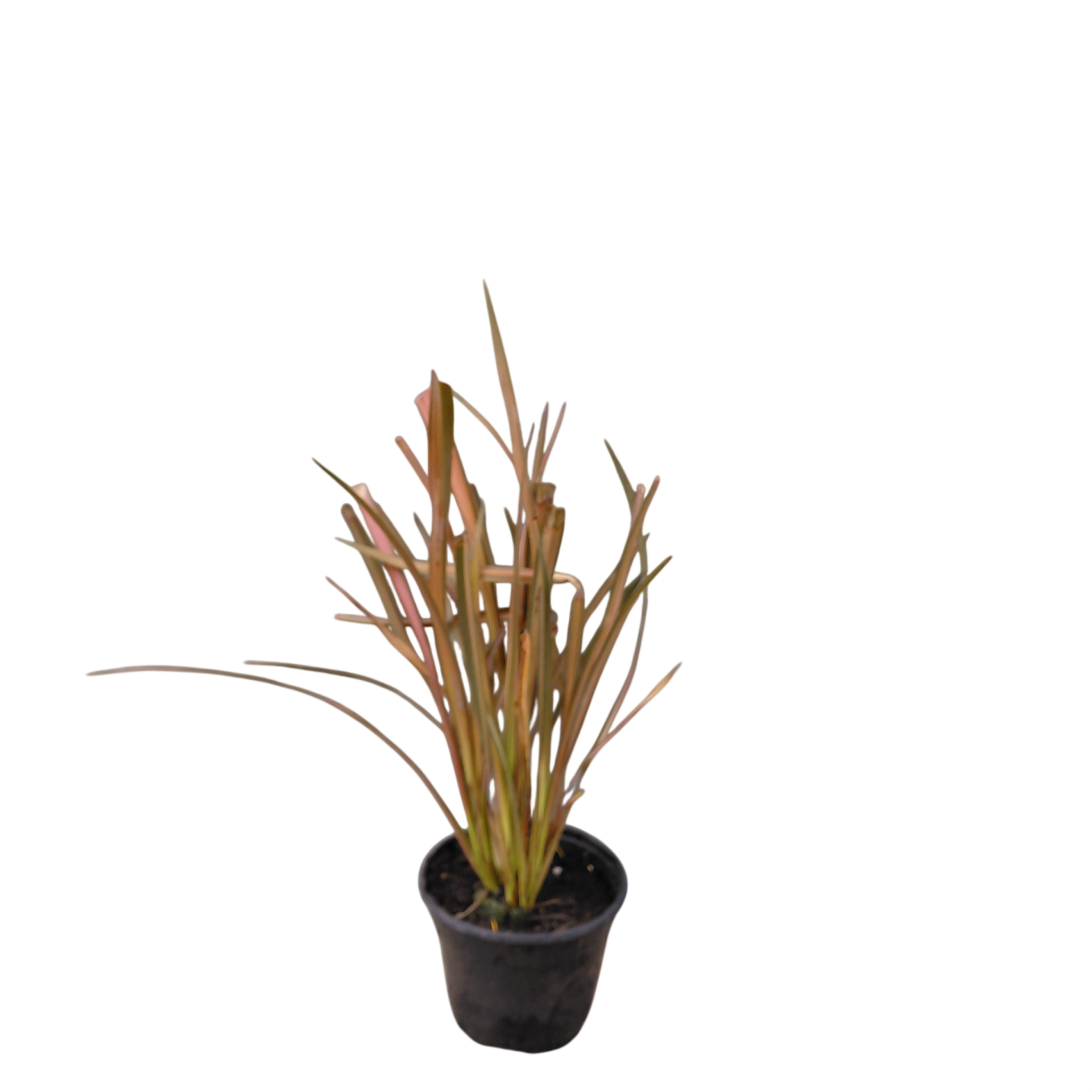 Phormium 'Flamingo' | Nieuw-Zeelands vlas