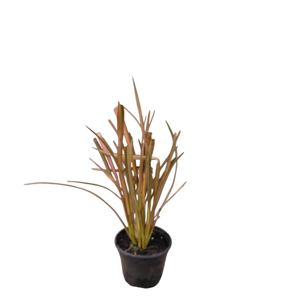 Phormium 'Flamingo' | Nieuw-Zeelands vlas