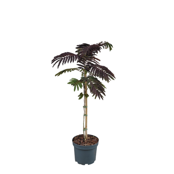 Rode Perzische slaapboom | Albizia julibrissin 'Summer Chocolate'
