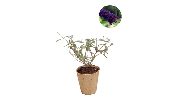 Buddleja davidii 'Black Knight' | Blauw/paarse vlinderstruik