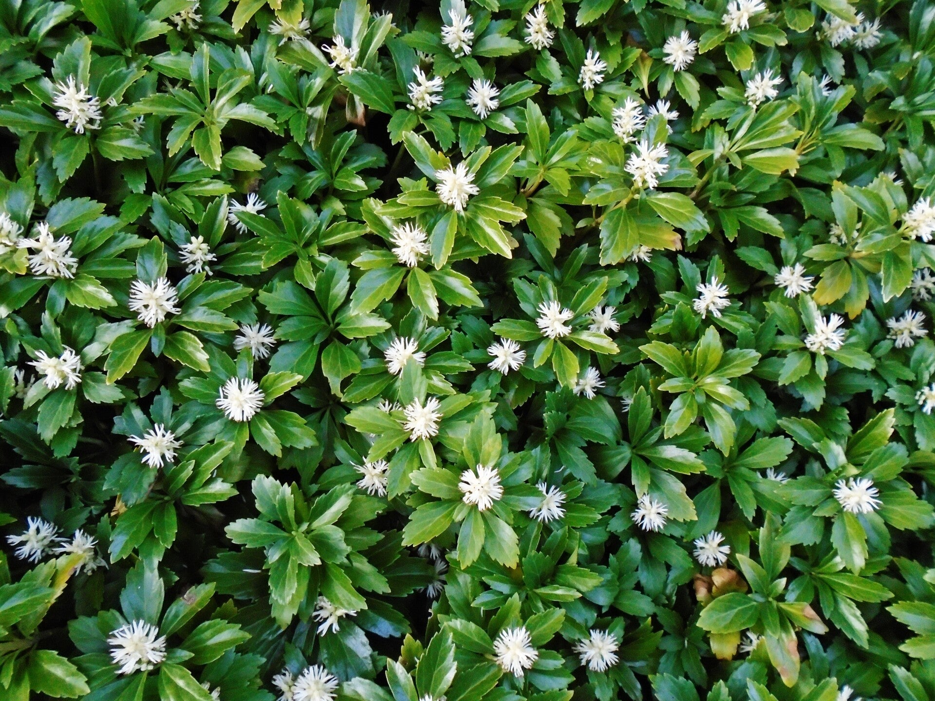 14 stuks Schaduwkruid | Pachysandra 'Green Carpet' p8 | Bodembedekker