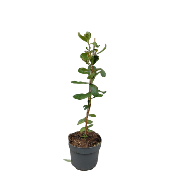 Arbutus unedo | Aardbeienboom