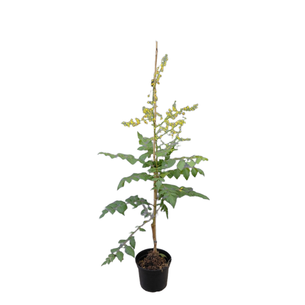 Koelreuteria 'Beachmaster' - Chinese vernisboom