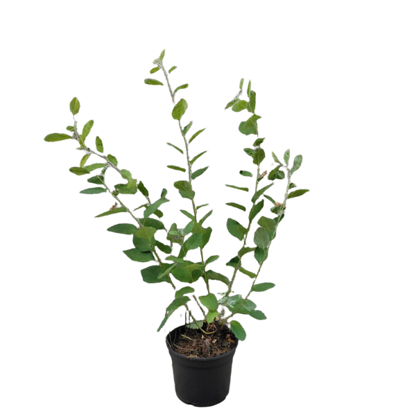 Krentenstruik | Amelanchier lamarckii