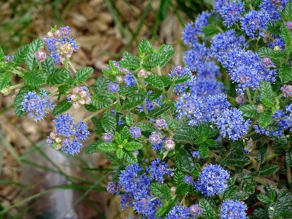 9 stuks Amerikaanse sering |Ceanothus repens Potmaat p9 | Wintergroen