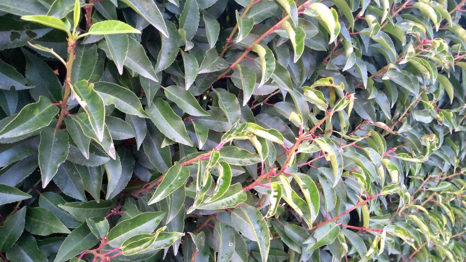 4 stuks Portugese laurier | Prunus l. 'Angustifolia' | Groenblijvende haagplant