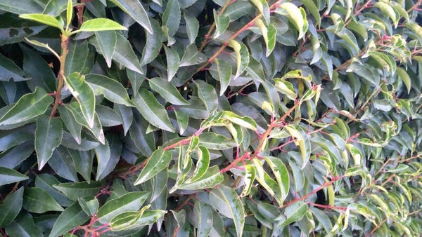 4 stuks Portugese laurier | Prunus l. 'Angustifolia' | Groenblijvende haagplant