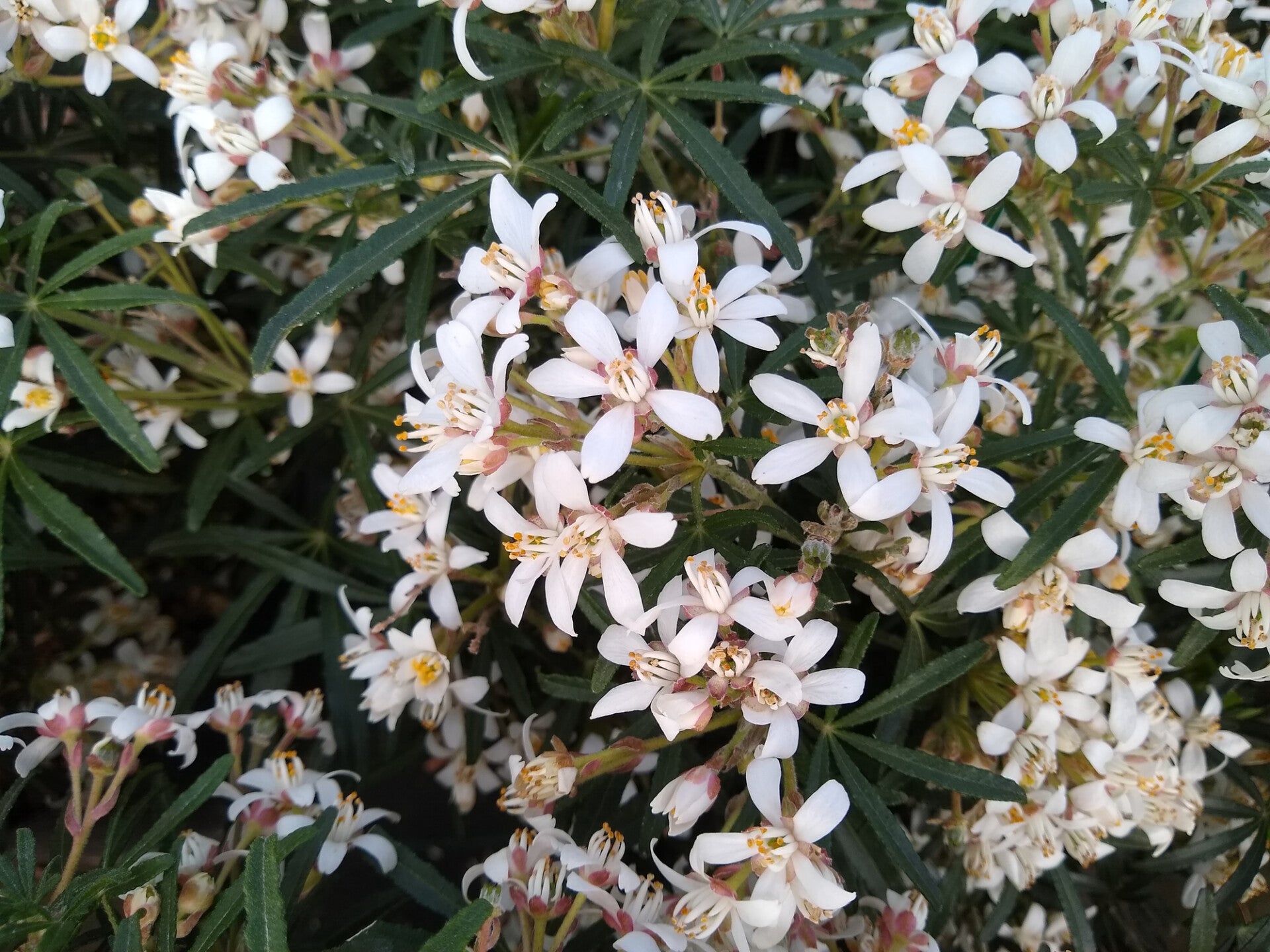 3 stuks Choisya 'White dazzler' | Mexicaanse oranjebloesem | Potmaat p9 | Wintergroen
