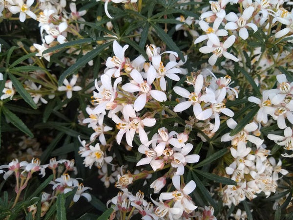 3 stuks Choisya 'White dazzler' | Mexicaanse oranjebloesem | Potmaat p9 | Wintergroen