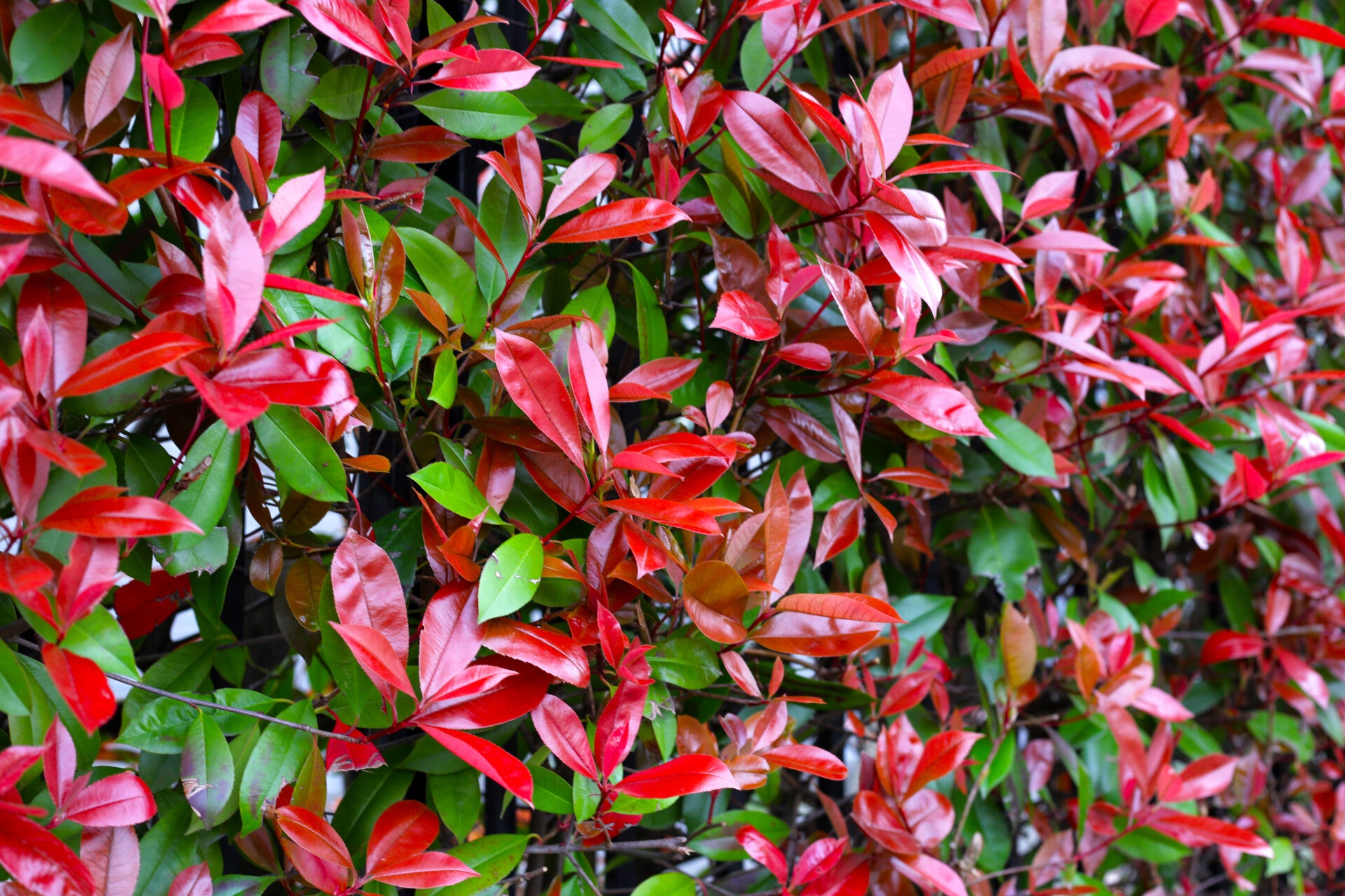 4 stuks Glansmispel haagplant | Photinia fraseri 'Red Robin' | Potmaat p9 | Wintergroen