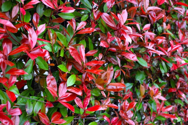 4 stuks Glansmispel haagplant | Photinia fraseri 'Red Robin' | Potmaat p9 | Wintergroen