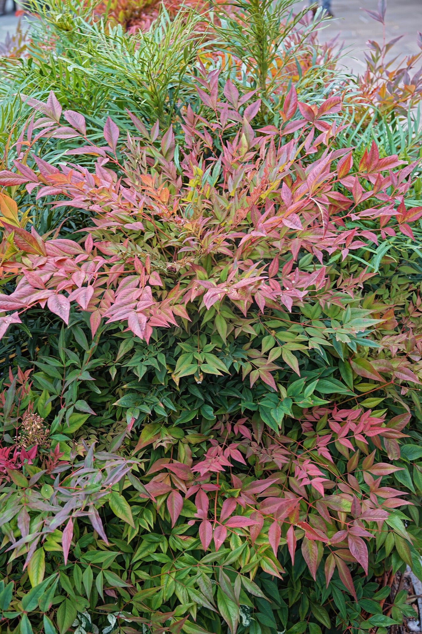 3 stuks Hemels bamboe| Nandina domestica 'Obsessed'® | Potmaat p9 | Wintergroen