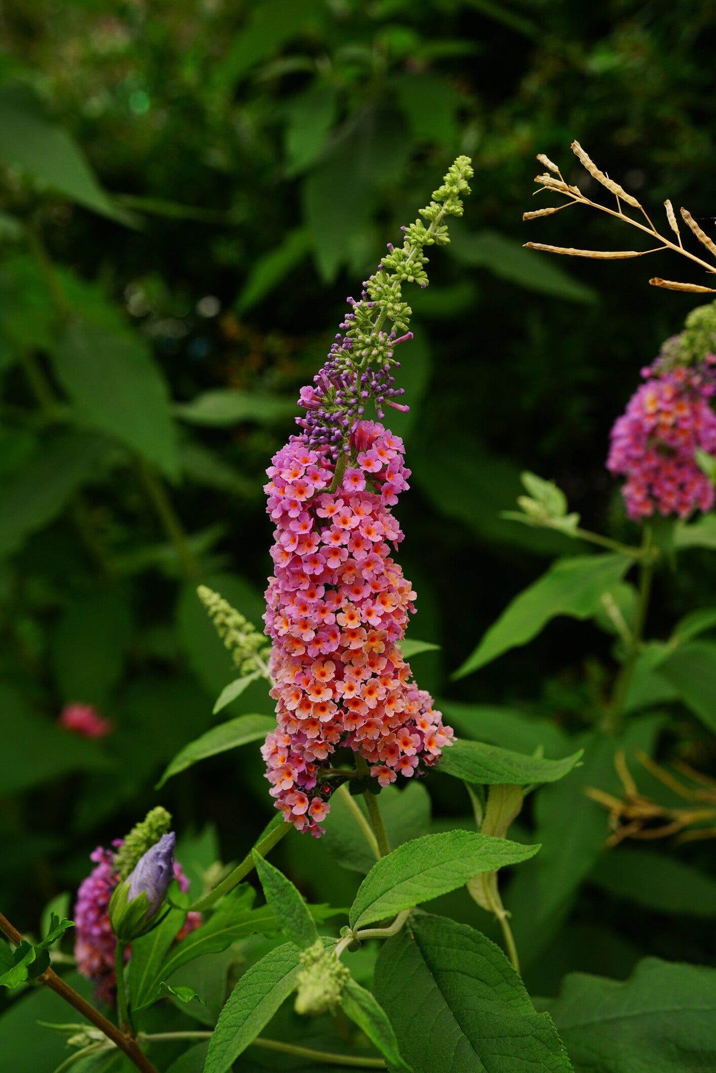 Driekleurige vlinderstruik | Buddleja ' Flower power'