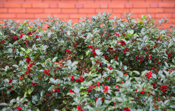 Groenblijvende Hulst | 8 stuks Ilex aquifolium | Groenblijvende haagplant | Potmaat p9
