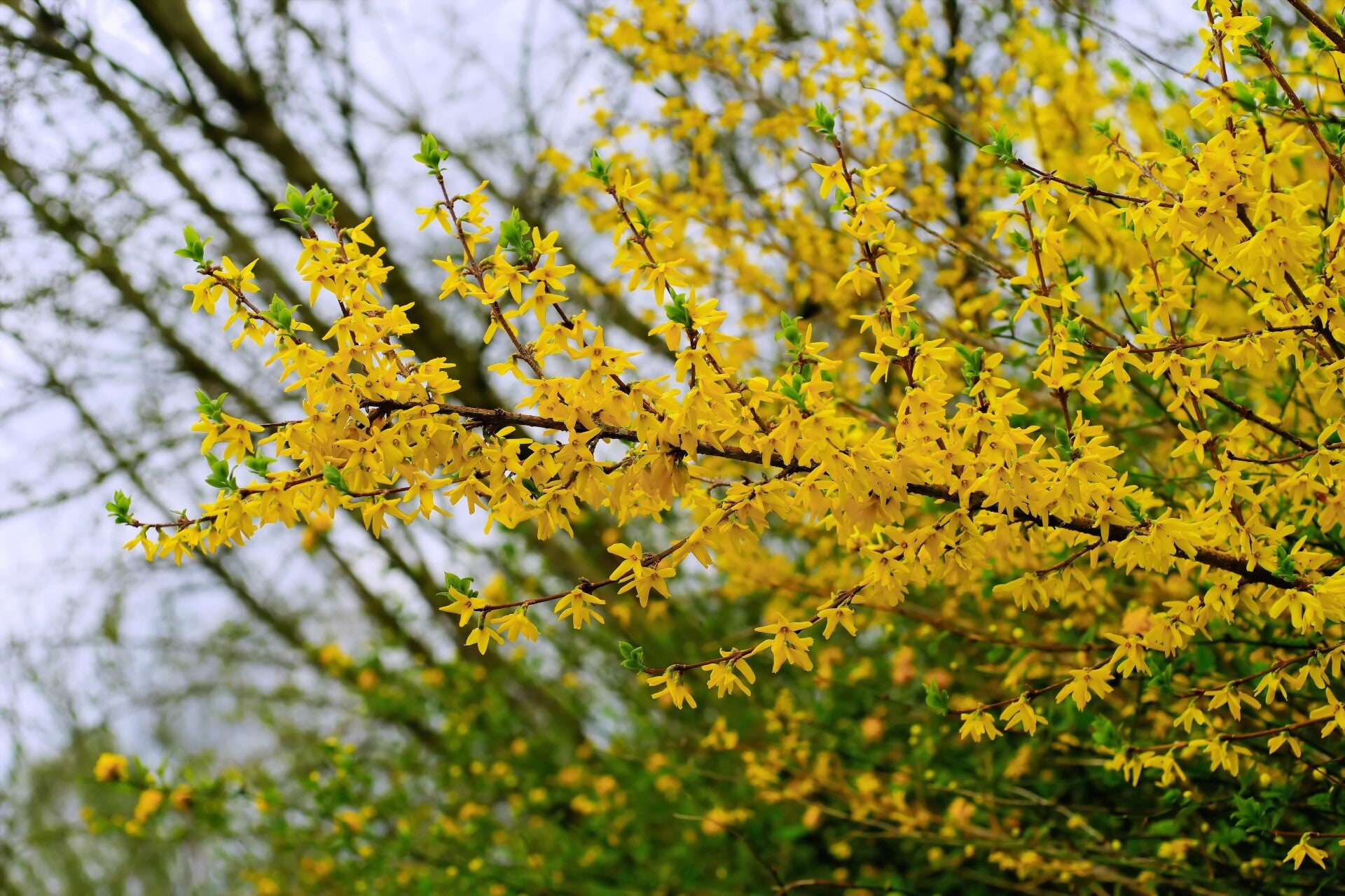 9 stuks Forsythia int. 'Spectabilis' | Chinees klokje| Potmaat p9