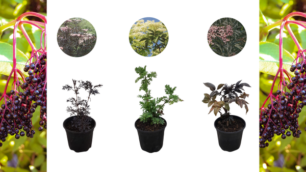 Mix van 3 soorten vlierbessen | Sambucus ´Black lace´/Sambucus ´Black tower´/Sambucus ´Golden tower´
