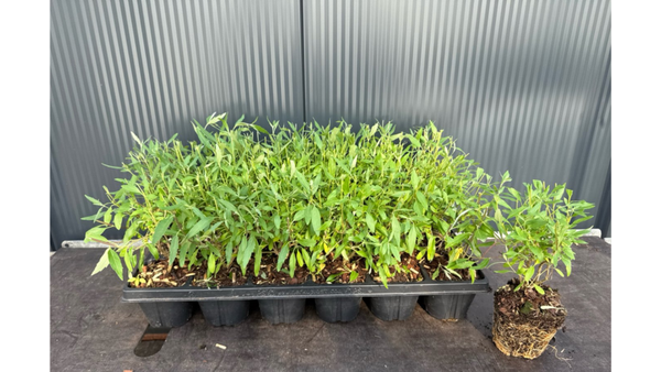 9 stuks Caryopteris cland. 'Ferndown'