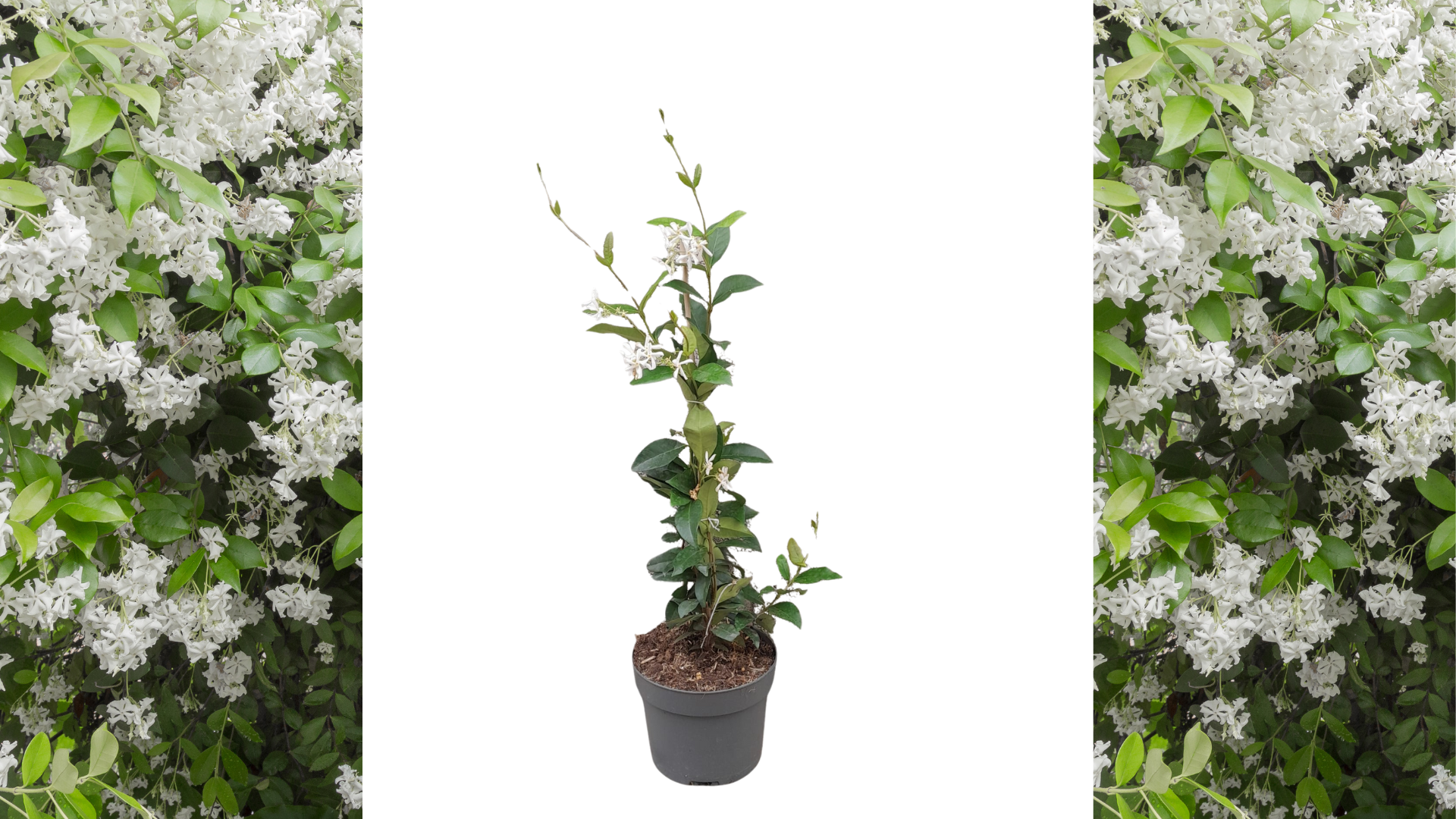 Toscaanse jasmijn 60 cm| Trachelospermum jasminoides
