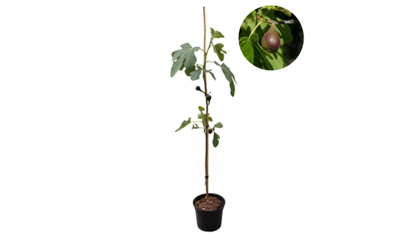 Vijgenboom | Ficus carica 'Brown turkey' | 80-100 cm hoog | 3L pot