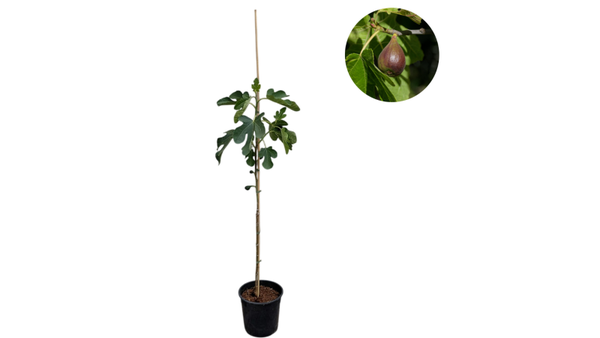 Vijgenboom | Ficus carica 'Brown turkey' | 100-125 cm hoog | 10L pot