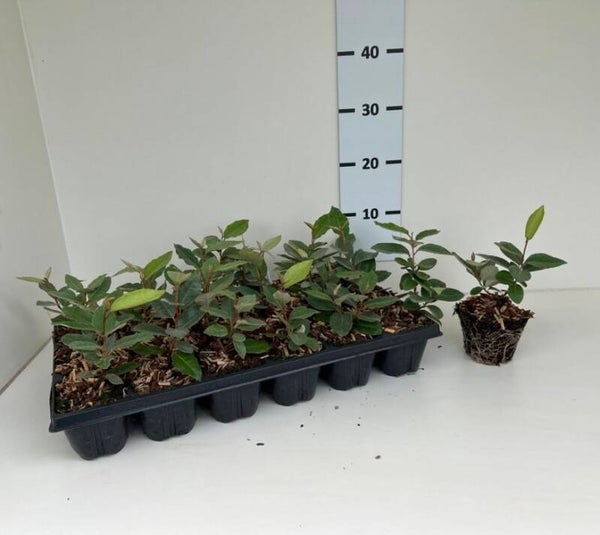 12 stuks Olijfwilg | Elaeagnus ebbingei