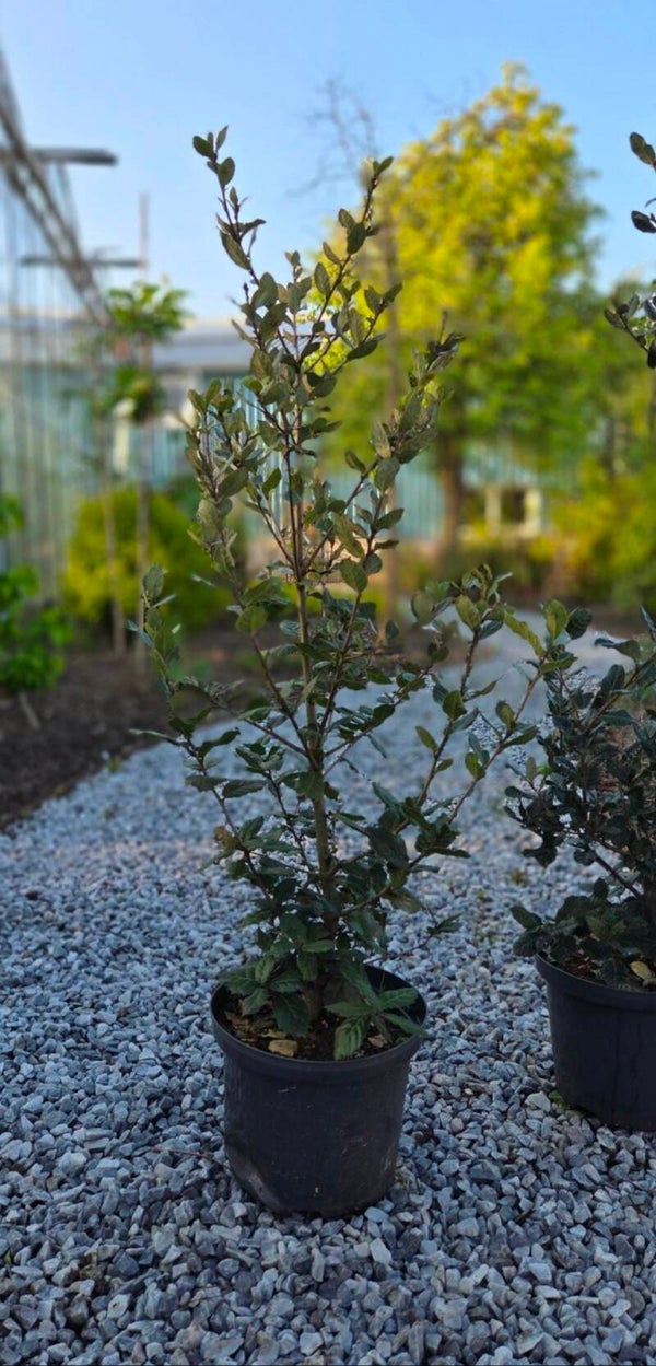 Steeneik | Quercus ilex 60-80 cm