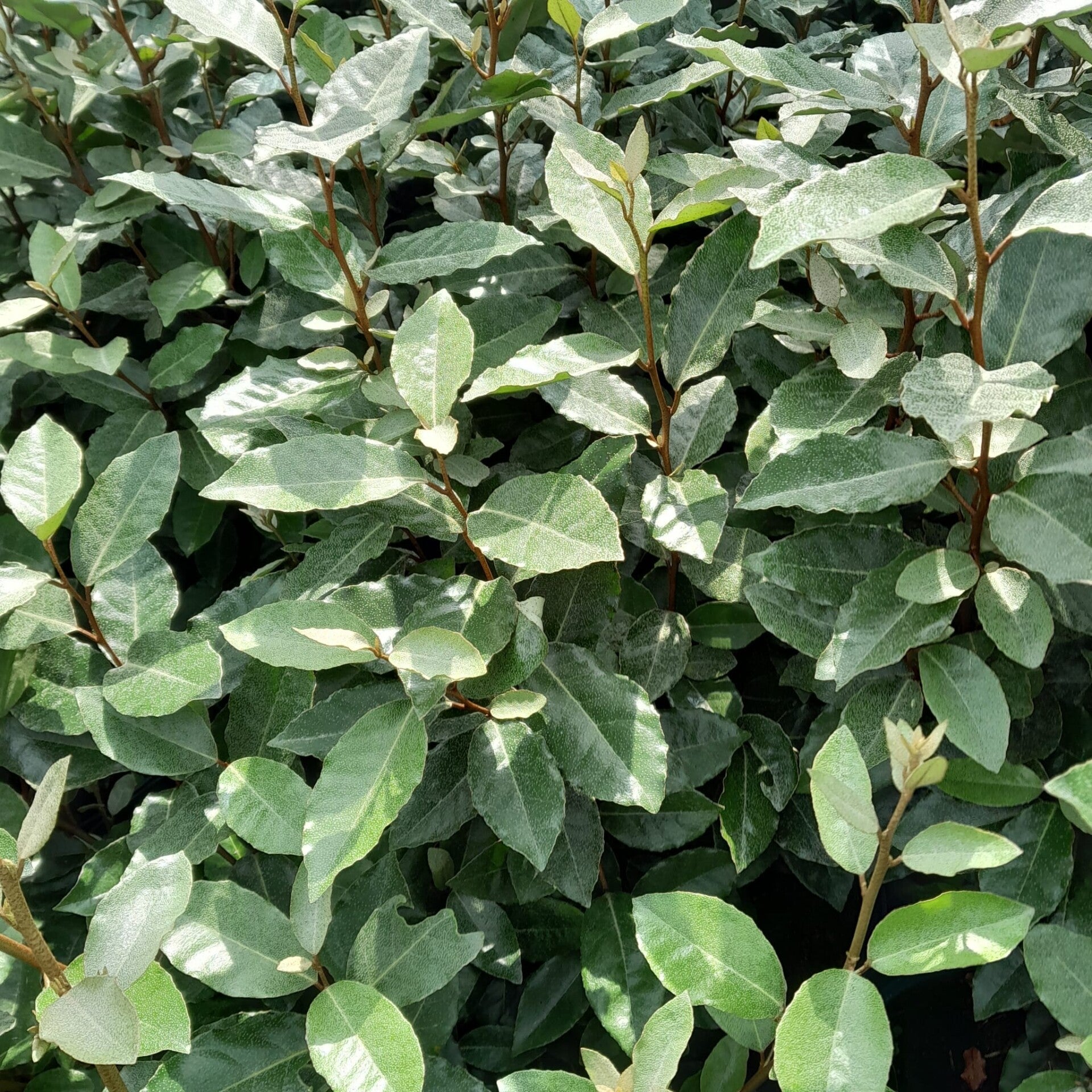 4 stuks Olijfwilg haagplant | Elaeagnus 'Compacta' | potmaat p9 | wintergroen