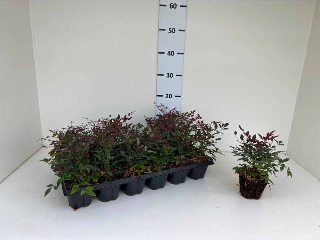 Hemels bamboe| Nandina domestica 'Obsessed'® | Potmaat p9 | Wintergroen