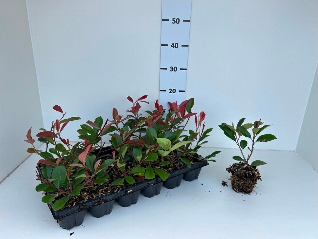 12 stuks Glansmispel | Haagplant | Photinia fraseri 'Red Robin' | Potmaat p9 | Wintergroen