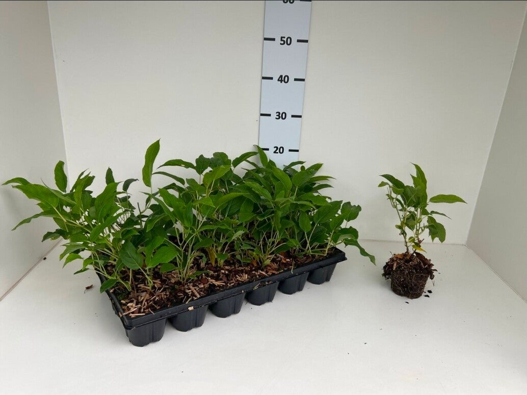 Zelfbestuivende kiwibes | Actinidia arguta 'Issai' | Potmaat p9