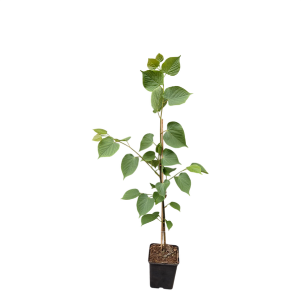 Winterlinde | Tilia cordata 'Rancho' | Lindeboompje | 40-60 hoog