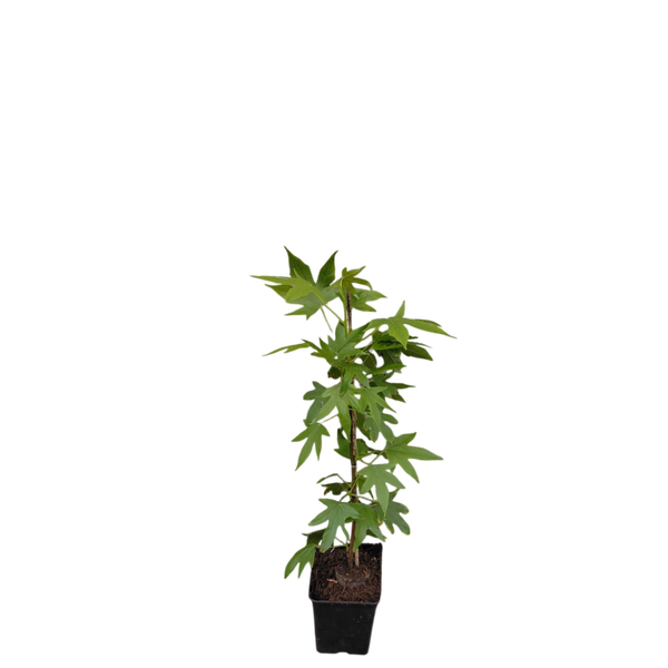 Amberboom | Liquidambar styraciflua 'Worplesdon' | 40-60cm hoog