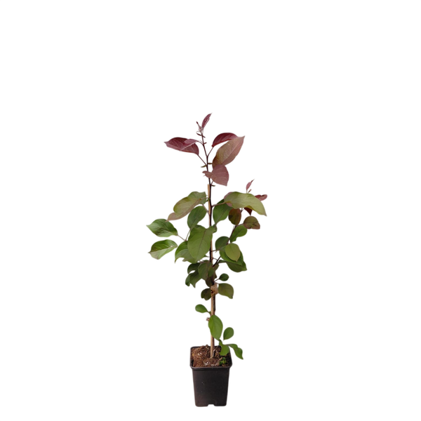 Roze bloeiende sierappel | Malus 'Mokum' | 60-80 cm hoog