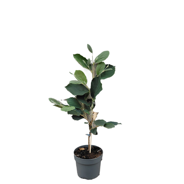 Hamamelis 'Arnold Promise' | Toverhazelaar