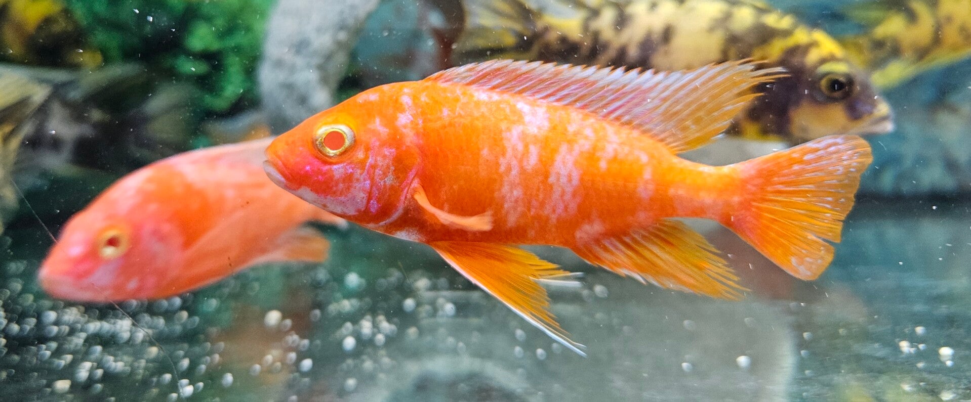Aulonocara Rare Albino OB (Orange Blotch)