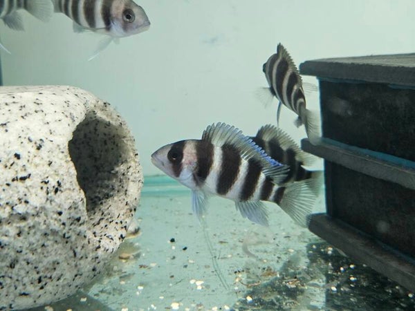 Cyphotilapia frontosa