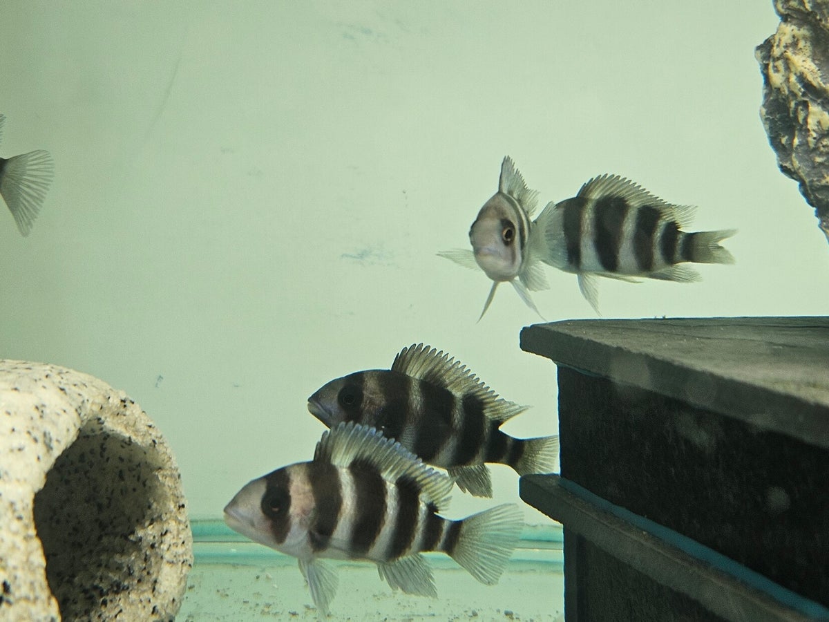 Cyphotilapia frontosa | MALAWI MANIA CICHLIDS