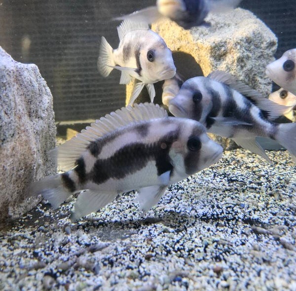 ⭐️ Black window frontosa (Rare variety)