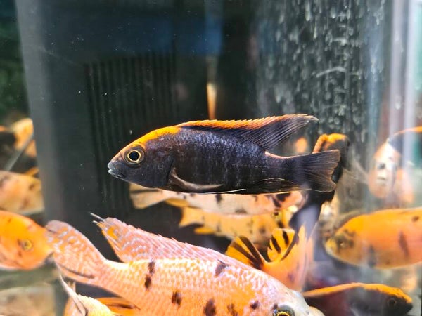 Red Aulonocara Maylandi (Sulfur head peacock)