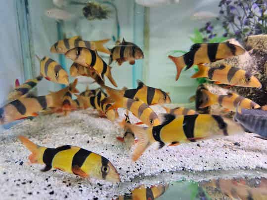 X3 clown loaches (doctor fish)