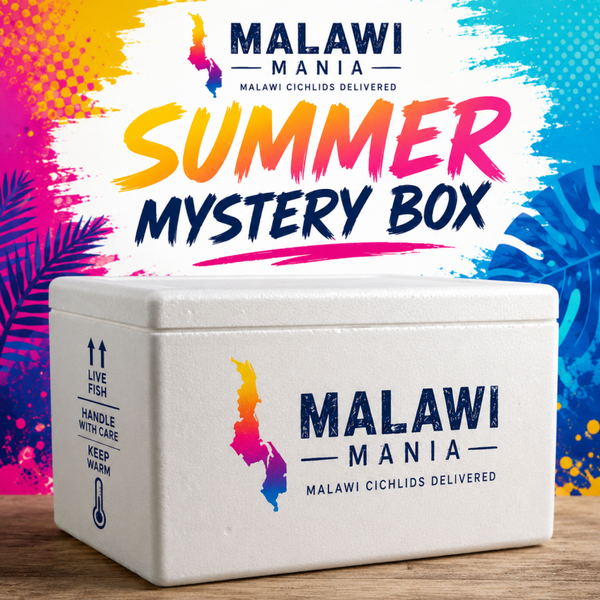 summer mystery box (6cm-7cm) X15 cichlids