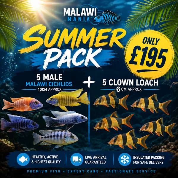 Summer value pack 1 - x5 Male Malawi cichlids + x5 clown loach