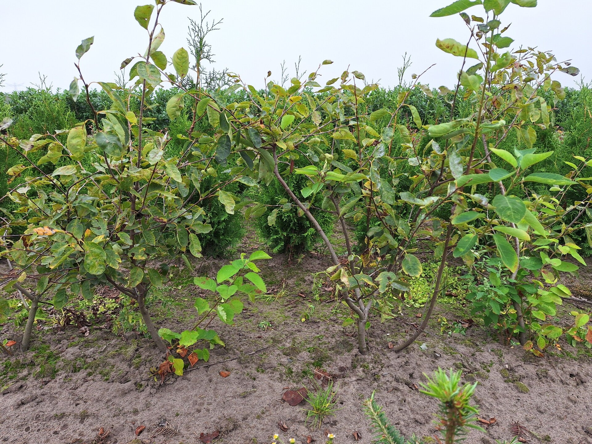 Krentenstruik. Amelanchier Lamarchii