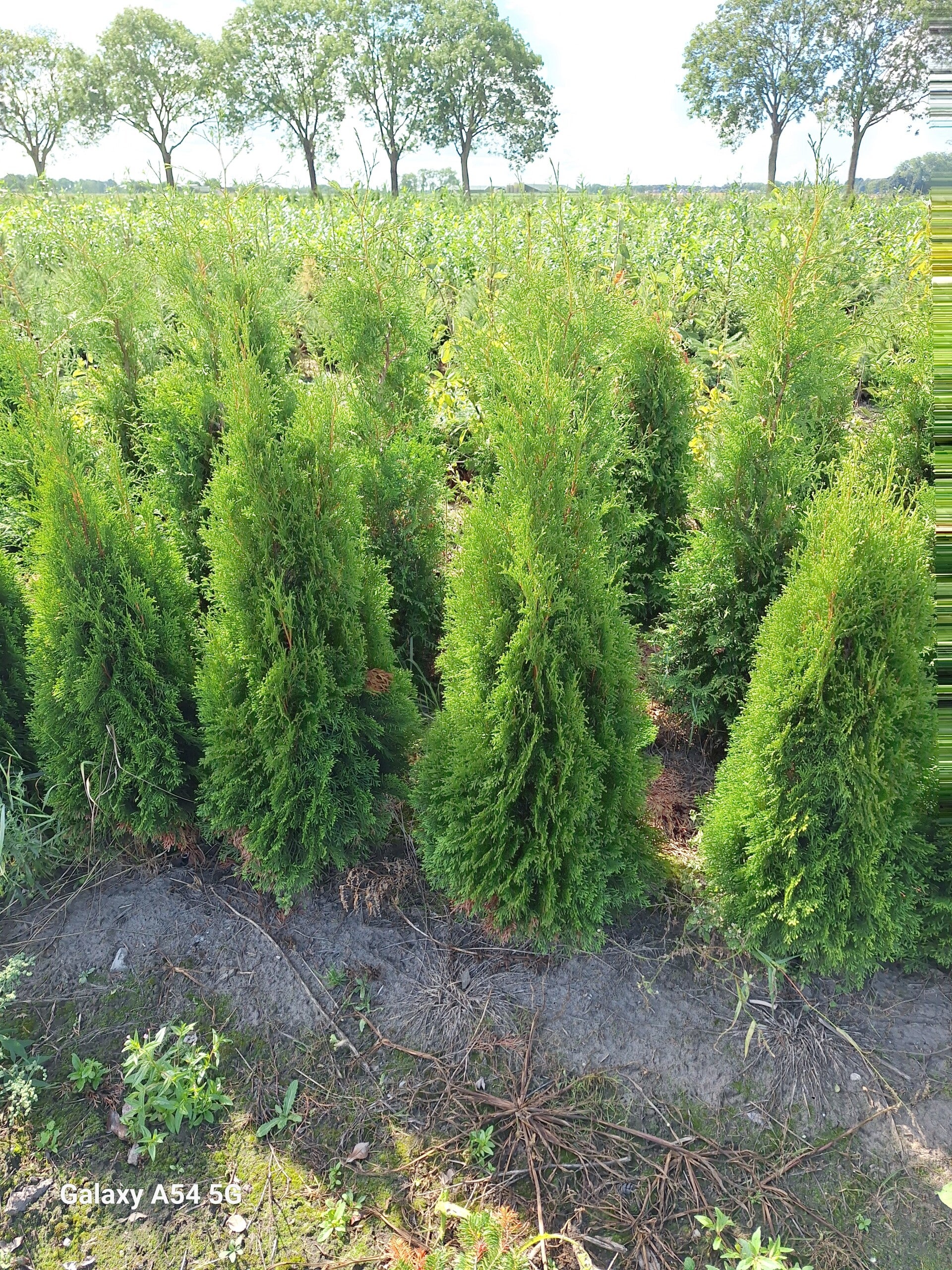 Conifeer, thuja occidentalis Smaragd