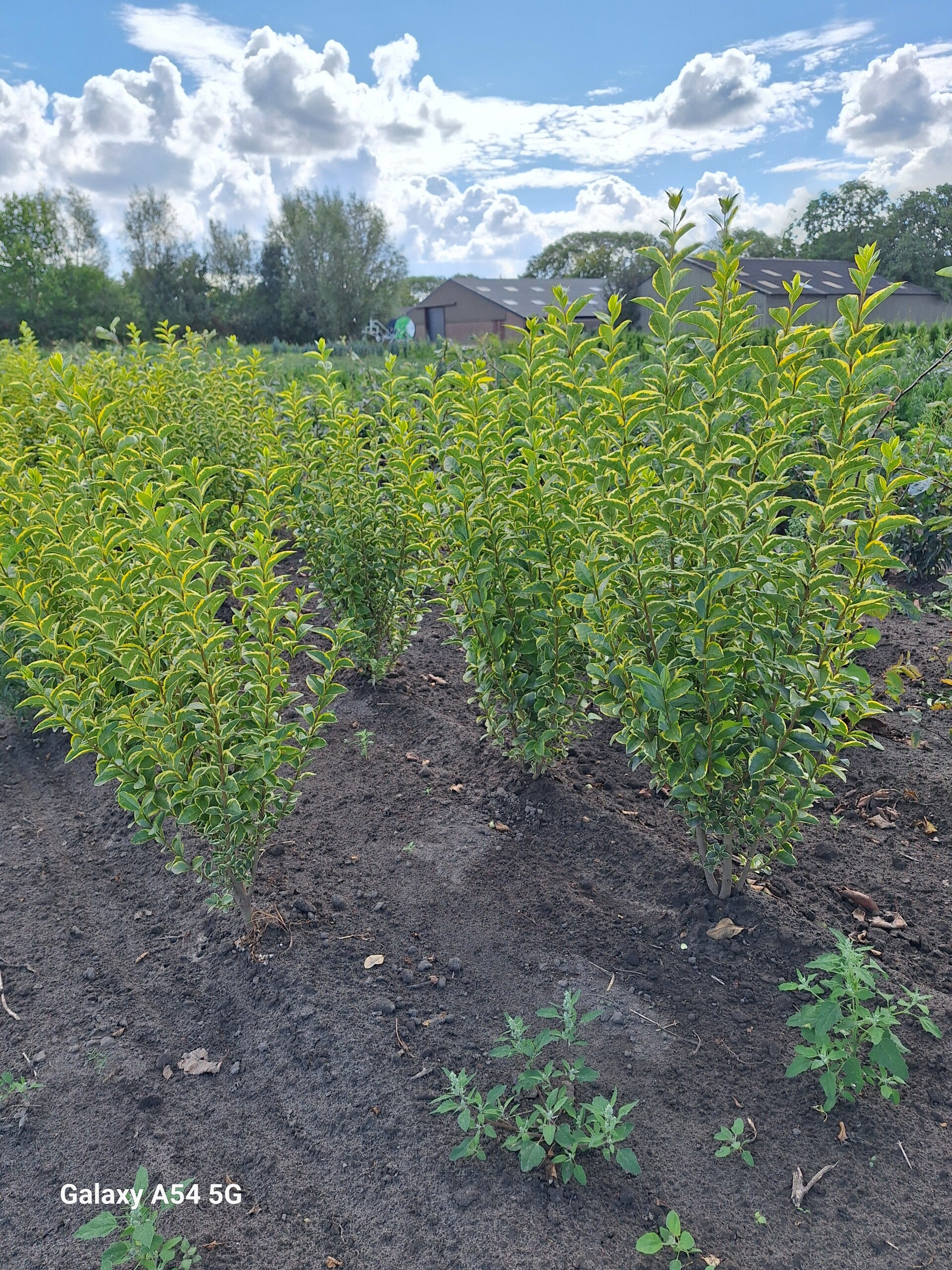 Ligustrum ovalifolium aureum